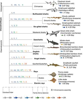 State of Shark and Ray Genomics in an Era of Extinction